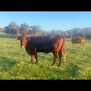 Meet your Posher, Jules